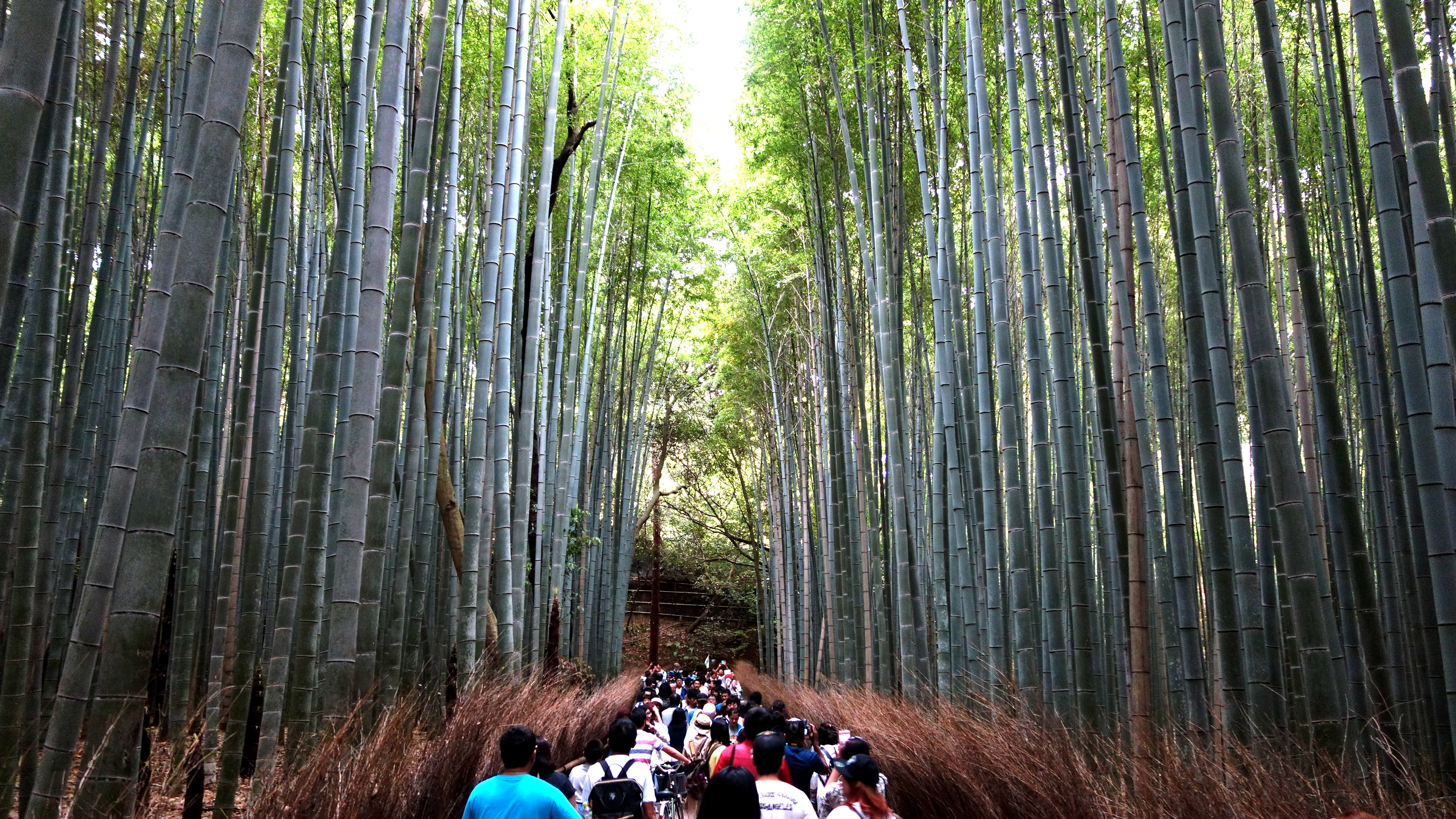 20170506 121514 arashiyama bamboo